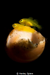 Pregnant Pygmy Yellow Goby & Partner by Henley Spiers 